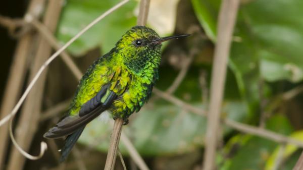  Las aves del Amazonas se están encogiendo por el Cambio Climático